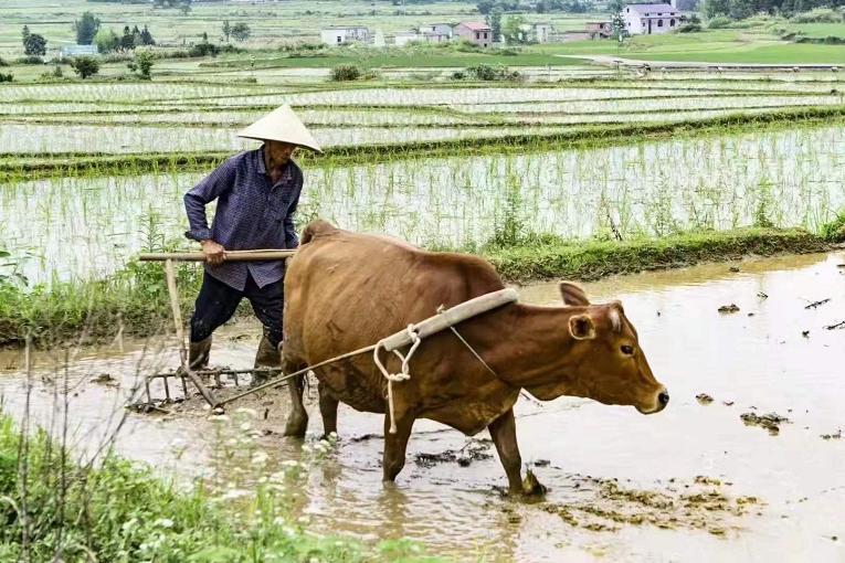 为落实生态产品价值实现机制文件精神——吉内得富硒大米获得国家生(图10)